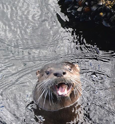 Otter Otter Lontra In A Wild River Otter In Waters Of P… Flickr