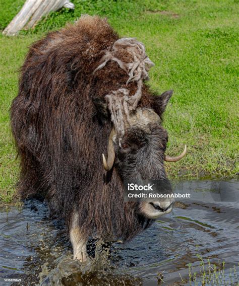 Alaska Musk Ox Stock Photo Download Image Now Alaska Us State