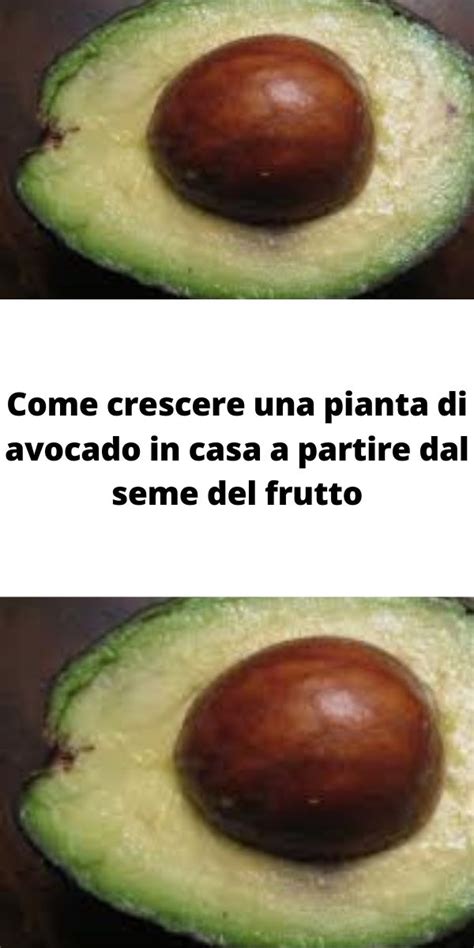 Come Crescere Una Pianta Di Avocado In Casa A Partire Dal Seme Del