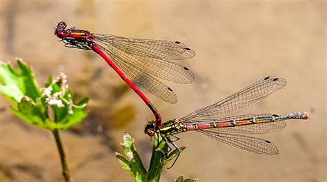 Pyrrhosoma nymphula Caballito del diablo rojo Guía de odonatos en