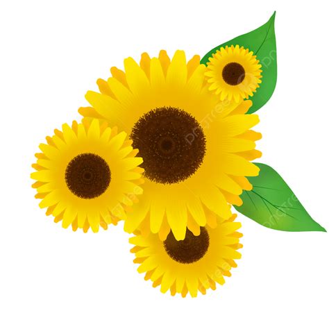 Sunflower Illustration Png Image Beautiful Sunflower Illustration