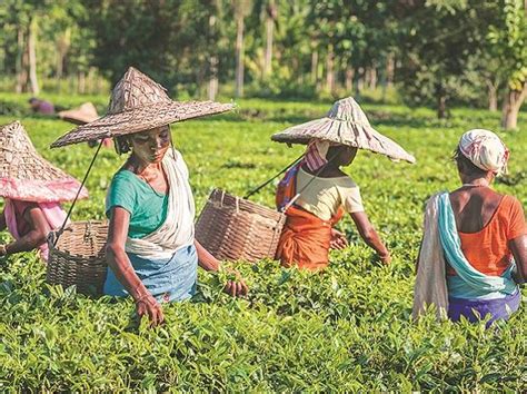 Focus On Quality Rather Than Quantity Assam Govt To Tea Industry Agriculture Business Standard