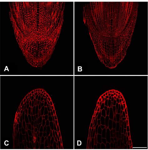 Figure 5 From An Optical Clearing Technique To Visualize Internal Root