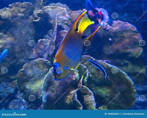 Queen Angelfish Undersea Isolated On Coral Reef Background Stock Image