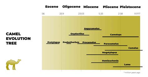 Camel Evolution (+Camel Evolutionary Timeline) - The Daily Wildlife