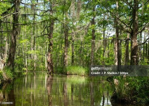 Into The Swamp High Res Stock Photo Getty Images