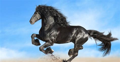 8 Best Horses In The World - AZ Animals