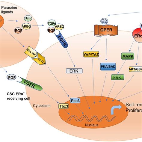 Schematic Of Estrogen Mediated Paracrine Signaling And Major Pathways Download Scientific