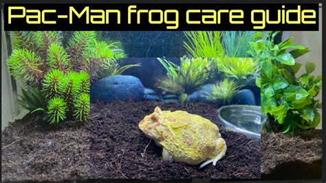 Pac Man Frog Care Guide Everything You Need To Know Youtube