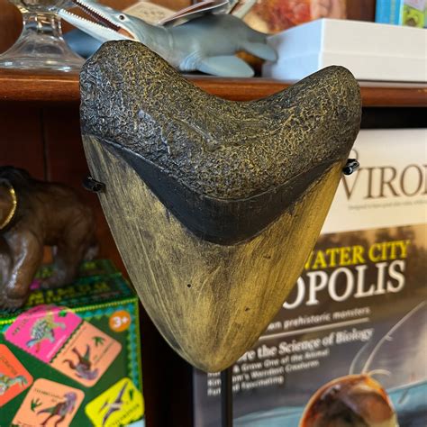 Megalodon Tooth Replica – Tanglewood Hollow