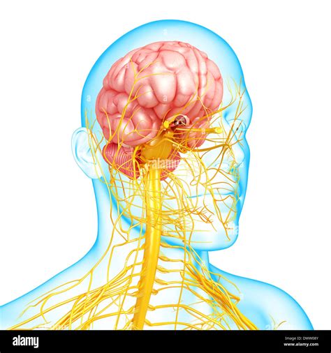 Cervello Del Sistema Nervoso E Disegno Del Midollo Spinale Immagini E