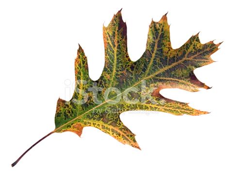 Leaf Of Oak Stock Photo Royalty Free Freeimages