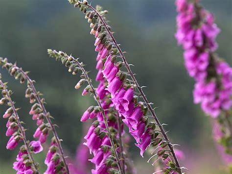 Foxglove (Digitalis purpurea) | A Woodland Wildlower