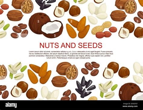 Filbert Nut Stock Vector Images Alamy