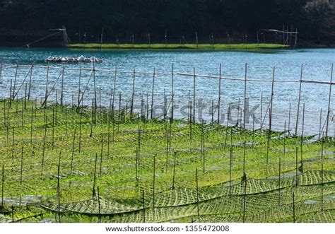 On Japan Sticks Used Cultivation Laver Stock Photo (Edit Now) 1355472008