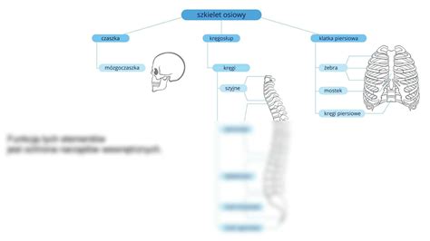 Solution Szkielet Osiowy I Szkielet Konczyn Studypool