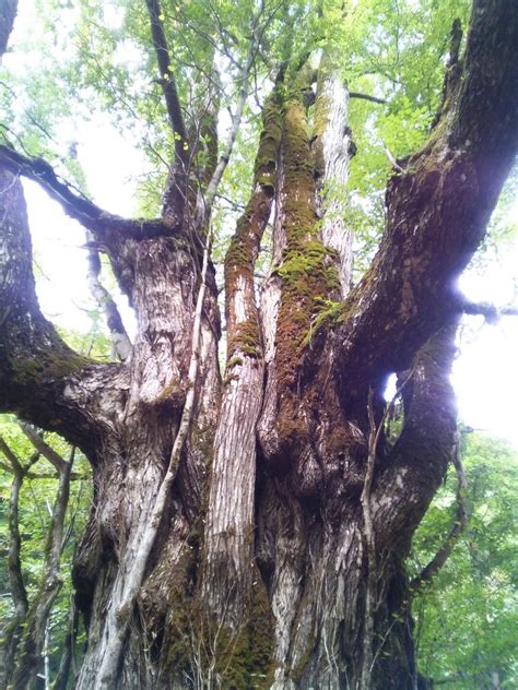 京都大学芦生研究林・芦生の森の大カツラをスケッチ秋の気配です。 ゆかはぐ。さんの百里ヶ岳・三国岳の活動日記 Yamap ヤマップ