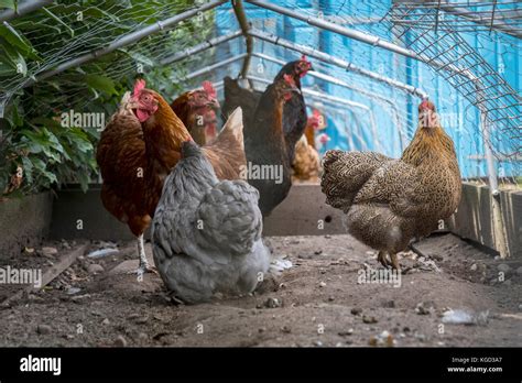 A variety of chicken breeds in a run Stock Photo - Alamy