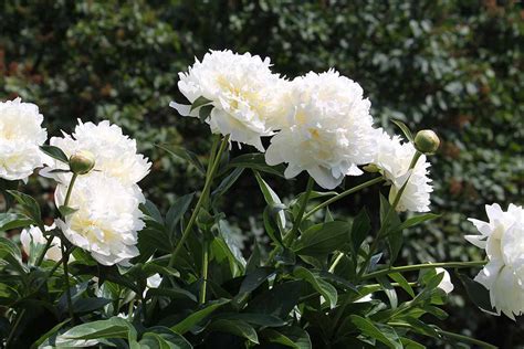 Of The Finest White Peony Varieties To Develop At House Batang Tabon