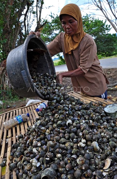 siput air antara foto