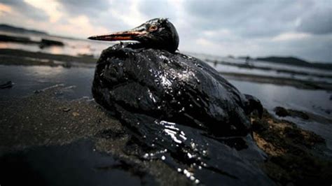 Grande America Les Premiers Oiseaux Mazout S Arrivent