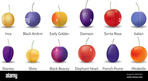 Plum varieties on white background Stock Vector Image & Art - Alamy