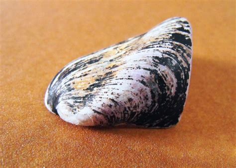 Largo Baywatch Broken Mussel Shell