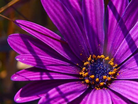 Bildet Natur Blomstre Anlegg Fotografering Blomst Lilla Petal