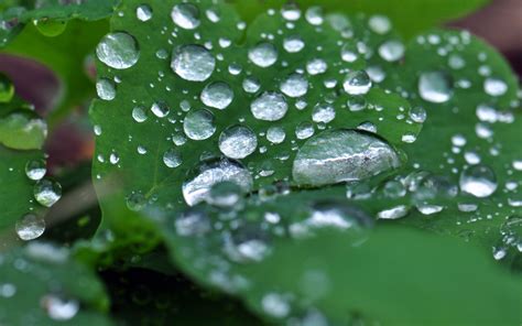 Wallpaper Leaves Water Nature Grass Green Dew Leaf Flower