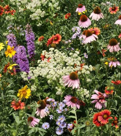 Southeast Native Wildflower Mix Holland Wildflower Farm