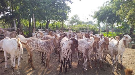 Makhi Chena Khasi Bakre Turkey Dumbe Lahore Bakra Mandi Qurbani