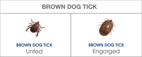 What Do Ticks Look Like And How To Spot Them Nexgard® Range