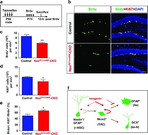 Reduced proliferation, and promoted their cell cycle exit, from ...