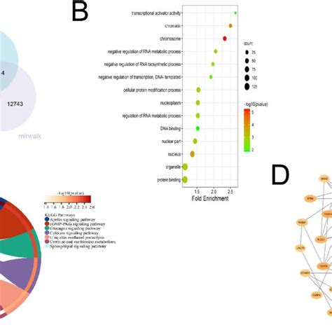 Bioinformatics Analysis Of MiR 338 3p A Venn Diagram B GO C KEGG