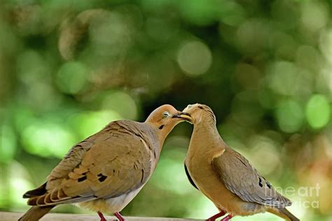 Mourning Doves Mating The Beak Locked Immense Photograph By