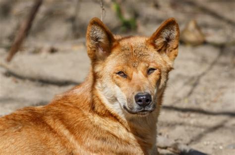 New Guinea Singing Dog - Temperament, Lifespan, Shedding, Puppy