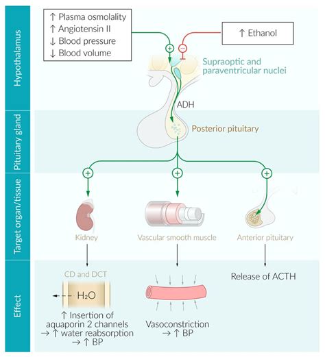 Hypothalamic Pituitary Hormones