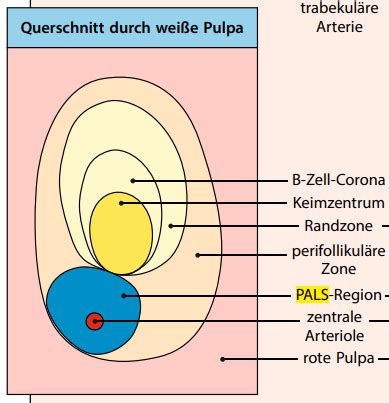 Chapter 1 Immunbiologie Janeway Karteikarten Quizlet