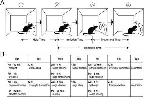 Illustration Of Experimental Procedures A How A Rat Initiated A