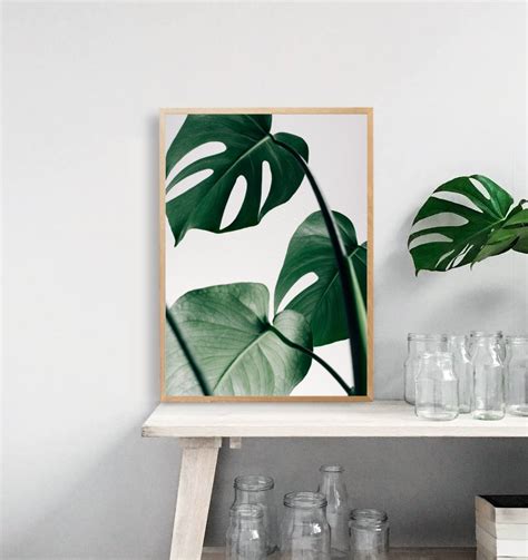 Foto Plakat Monstera My White Type