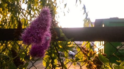 Free Images Tree Branch Blossom Leaf Flower Autumn Flora Shrub