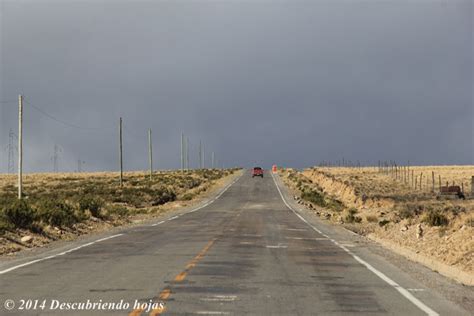 Descubriendo Hojas Reserva Nacional De Pampa Galeras B Rbara Dachille