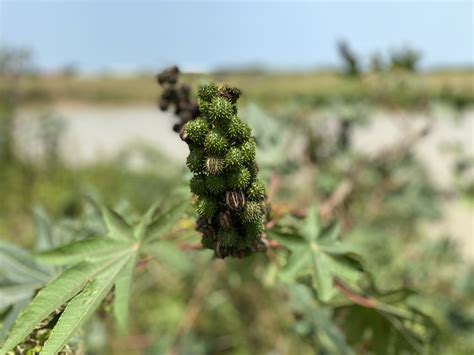 West Africa Farming Projects | Humanity First