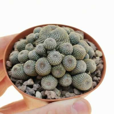 Rebutia Heliosa Cm Cactaceae Giromagi Vendita Piante Grasse