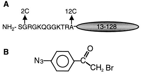 The N Terminal Tail Of Histone H2A Binds To Two Distinct Sites Within