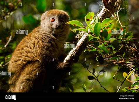 Eastern Lesser Bamboo Lemur Hapalemur Griseus Portrait Andasibe