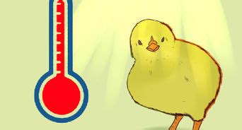 How To Sex Turkeys Steps With Pictures Wikihow