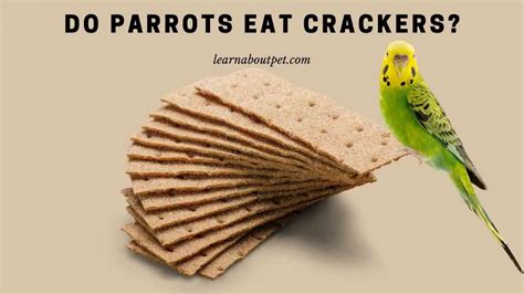 Do Parrots Eat Crackers 7 Interesting Food Facts 2022