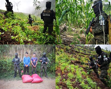 Ffaa Aseguran Mil Plantas De Marihuana En Trojes El Para So