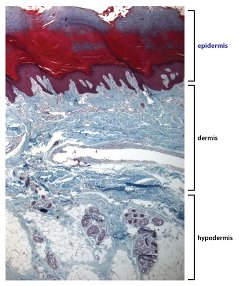 Hypodermis Histology